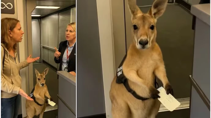 Viral Kangaroo AI Video